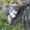 Pure Bluenose Puppies for sale