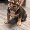 Quality French Bulldog Male