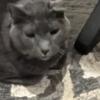 Russian Blue and Shorthair Exotic males ~Bonded