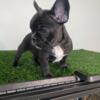 5 MONTH OLD FRENCH BULLDOG PUPPIES