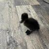 Ducklings