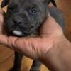Puppies (Mixed)