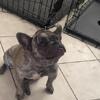 Tiny exotic fat female bully
