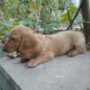 AKC full registration long haired miniature dachshund male