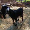 $300 for the goat  boy he Is kind