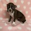 Boston Terrier Puppies - Red and Whites