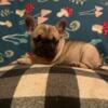 French bulldogs girls and boys 3 and 4 month