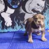 Tri Pocket American Bully Puppies