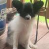 AKC Male Papillon available