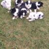 Beautiful australian shepherd puppies male female