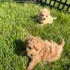 Tiny Red Female Maltipoo