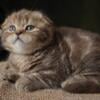 Beautiful Scottish Fold and Scottish Straight Kittens