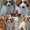 Miniature Goldendoodle Male (Winston)