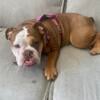 English bulldog rehoming