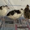 Layer Celedon quails