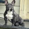 Female Brindle French Bulldog Full Akc