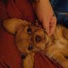 Mixed cocker spaniel female pup