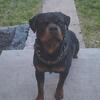 Proven rottweiler stud