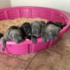 AKC Cane Corso Puppies