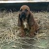 One female basset left!