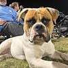 NKC Johnson American Bulldog Stud