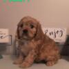 Cavapoo puppies for sale