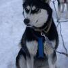 Daisy husky
