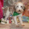 Just discounted Adorable Male Schnoodle Graham from $2500 now Only $750