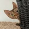 DEVON Rex Girl, Soft fur, Small, Beautiful CINNAMON Tabby, Affectionate, Pet or Small BREEDER Home