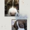 Pitski puppies for sale.