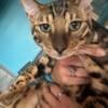 Awesome looking Bengal cat for sale