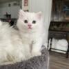 Turkish Angora white male and female kittens