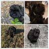 2 male Small breed fluff balls