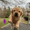 AKC Labrador Retriever puppies