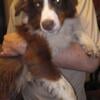 Australian shepherd Puppies Free