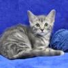 Male Main Coon Mix Kitten - Blue