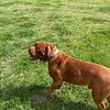 Akc Male Dogue De Bordeaux free to approved home