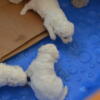 AKC Bichon Female pups