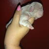 French Bulldog Puppies Newshade Isabella