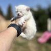 Highland Lynx Polydactyl Kittens in Montana