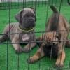 Akc Formentino Cane Corso Males