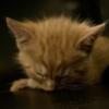 Maine Coon ASH mix kittens GORGEOUS