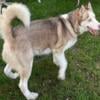 Siberian Husky for sale