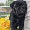 Ready Now - Black Male Pug Puppy Kortiza's Puppy - Grand Champion Sired