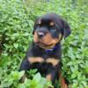 PUREBRED ROTTWEILER PUPPIES