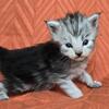Meet Emori! Female Maine Coon