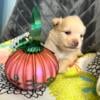 Pomeranian puppies for sale, one male and four females