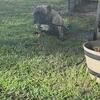 Nano Exotic Bully - $1000 (Steal)updated pics 