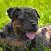 Black Merle Tri olde English bulldogge 