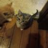 Free Loveable Friendly Kittens Ready For Good Home Great with kids and other animals